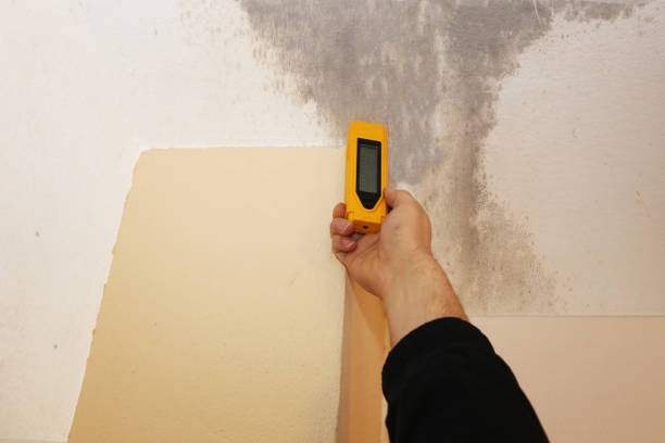 Best Environmental Consulting for Mold Prevention  in Somerset, KY