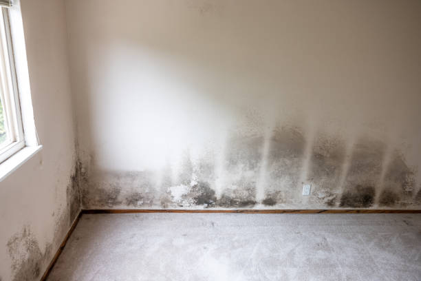 Reliable Somerset, KY Mold Removal Solutions